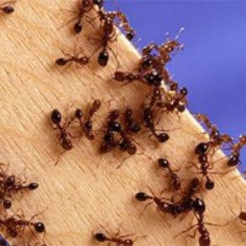 12 mẹo đuổi kiến ra khỏi nhà đơn giản và an toàn cho sức khỏe