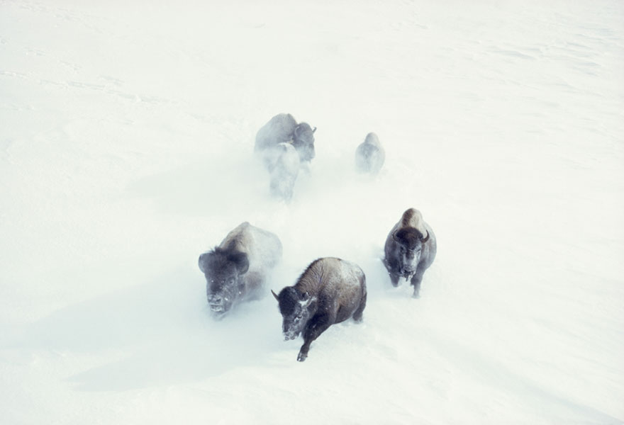 Cảm nhận vẻ đẹp cuộc sống từ 25 bức ảnh "chưa được công bố" của National Geographic
5