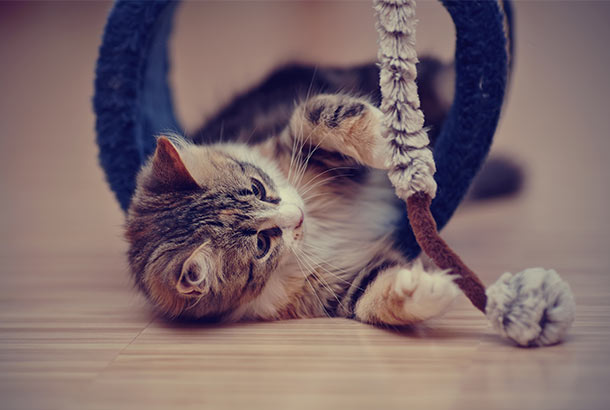 3 bài học kinh doanh giá trị từ loài mèo
2