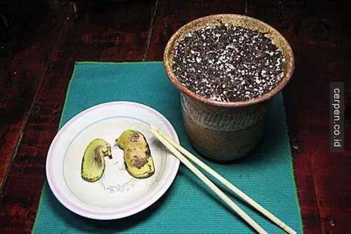 Cách trồng xoài và nhãn từ hạt siêu nhanh
5
