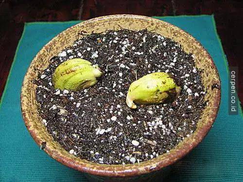 Cách trồng xoài và nhãn từ hạt siêu nhanh
6