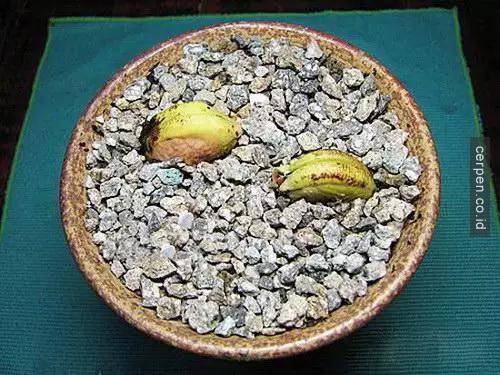 Cách trồng xoài và nhãn từ hạt siêu nhanh
7