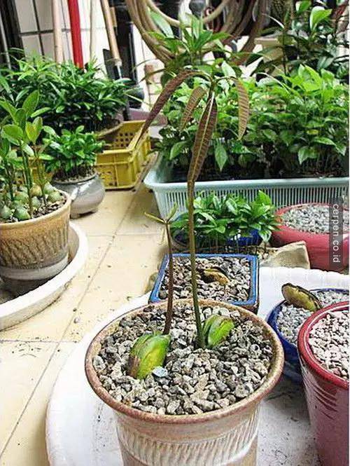 Cách trồng xoài và nhãn từ hạt siêu nhanh
8