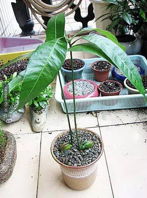 Cách trồng xoài và nhãn từ hạt siêu nhanh
9
