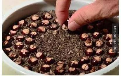 Cách trồng xoài và nhãn từ hạt siêu nhanh
12