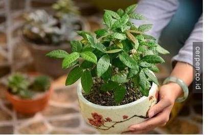 Cách trồng xoài và nhãn từ hạt siêu nhanh
15