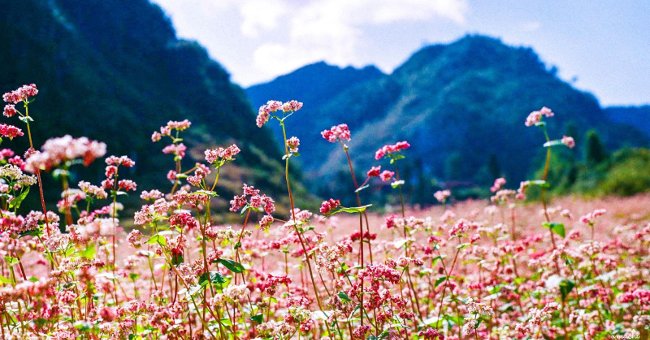8 điều không thể bỏ qua khi du lịch "phượt" Hà Giang
5