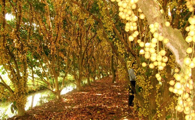 Những địa điểm lý tưởng hưởng tuần trăng mật lãng mạn tại miền Nam
8