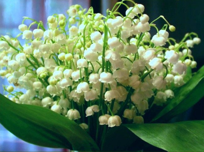 Chọn hoa gì tặng người yêu, bạn gái nhân dịp 20 - 10
4