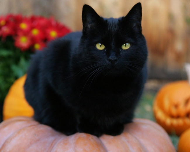 18 sự thật thú vị về Halloween khiến bạn kinh ngạc
13