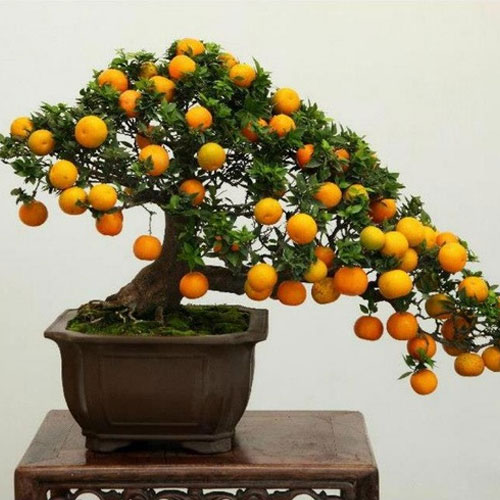 Gợi ý chọn quà biếu Tết ý nghĩa
0