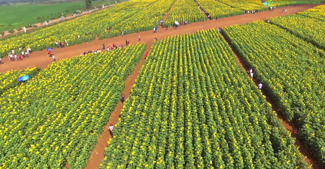 
                        Từ A đến Z kinh nghiệm du lịch ngắm hoa hướng dương Nghệ An
                     2