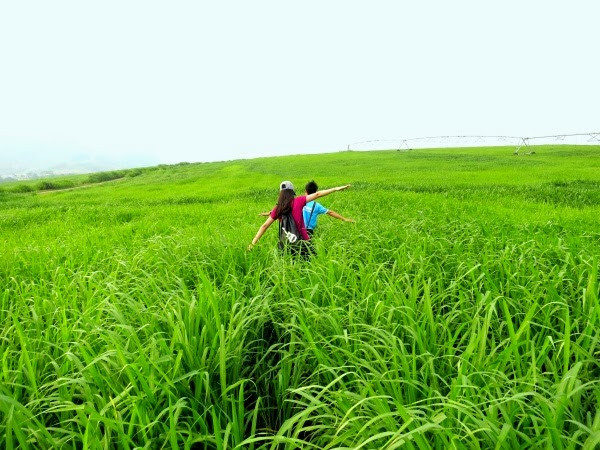 Từ A đến Z kinh nghiệm du lịch ngắm hoa hướng dương Nghệ An
7