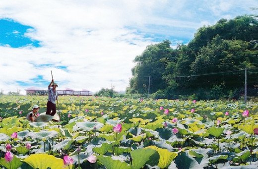 Các địa điểm chơi thú vị Tết dương lịch gần Hà Nội
11