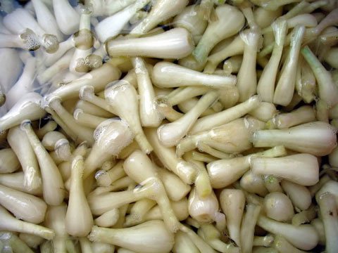 Cách muối dưa hành, kiệu chua ngọt không thể thiếu ngày Tết của người Việt
4