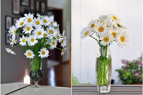 Cắm hoa cúc mang sung túc vào nhà cho ngày Tết 2017
2