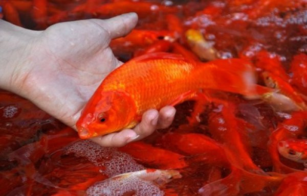 Cách chọn cá chép cúng ông Công ông Táo chuẩn nhất
1