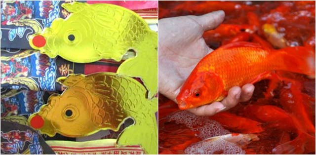 Cách chọn cá chép cúng ông Công ông Táo chuẩn nhất
2