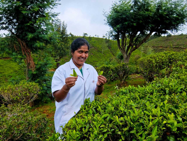 Trải nghiệm chuyến đi thú vị qua Sri Lanka
4