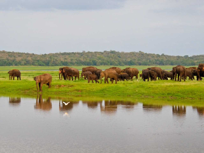 Trải nghiệm chuyến đi thú vị qua Sri Lanka
7