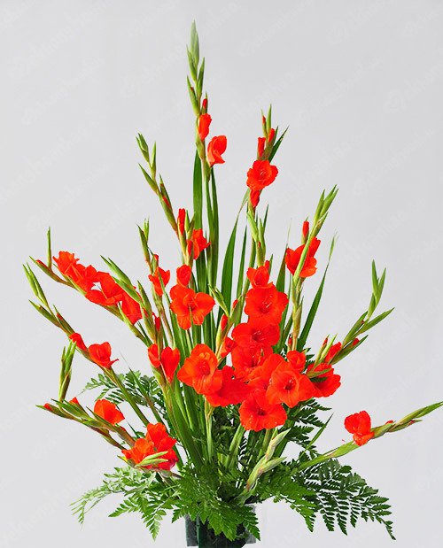 Bí kíp giữ hoa tươi lâu trong ngày Tết
4