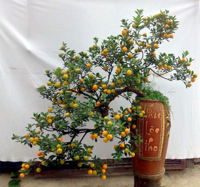 Nguồn gốc và ý nghĩa nhân văn của Tết Nguyên Đán
3