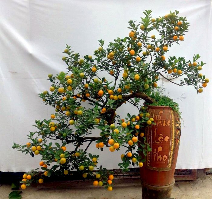 Cách chọn mua cây quất đẹp, nhiều tài lộc đón Tết
1