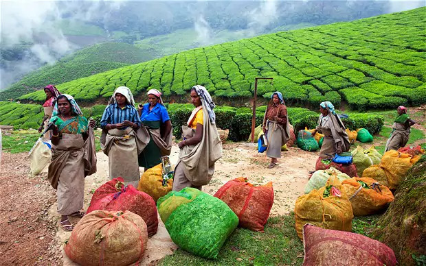16 điều để xem và làm khi đến du lịch tại Ấn Độ
15