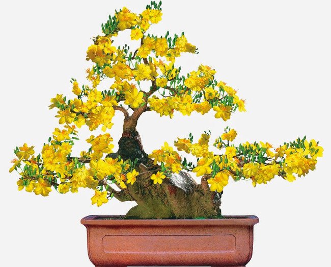 
                        Cách chọn mai thế đẹp chơi Tết
                     0