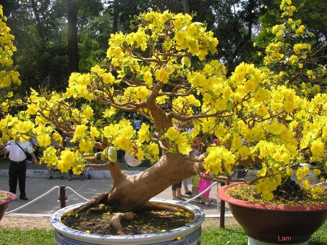 
                        Cách chọn mai thế đẹp chơi Tết
                     2