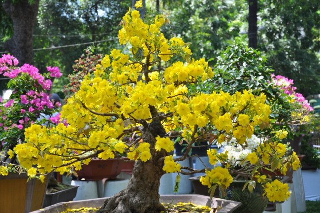 12 loại cây cảnh mang tài lộc vào nhà ngày Tết
1