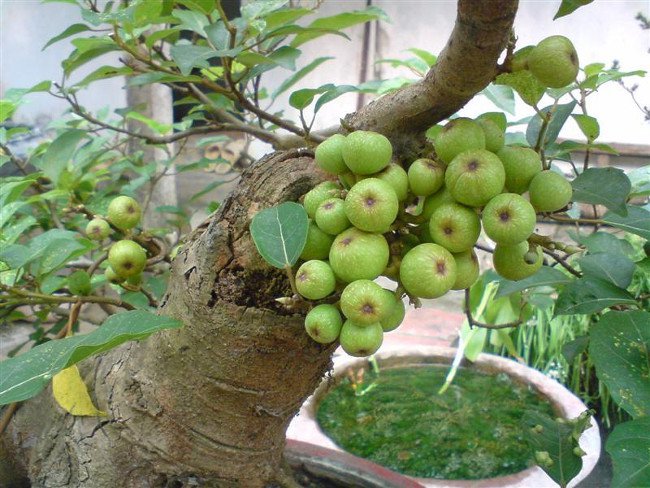 12 loại cây cảnh mang tài lộc vào nhà ngày Tết
3