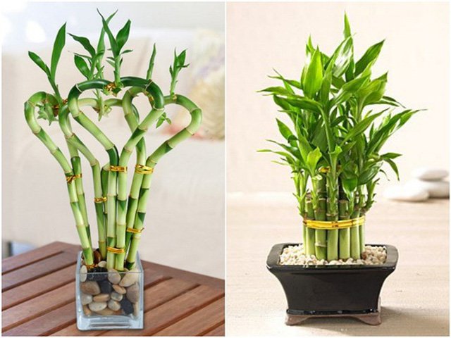 12 loại cây cảnh mang tài lộc vào nhà ngày Tết
5