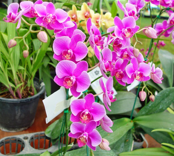 12 loại cây cảnh mang tài lộc vào nhà ngày Tết
8