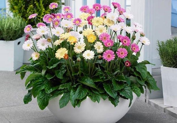 12 loại cây cảnh mang tài lộc vào nhà ngày Tết
10