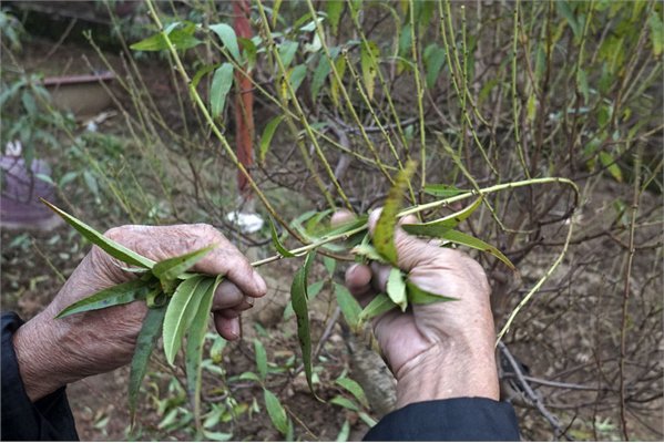 Hướng dẫn cách trồng lại đào sau Tết
2