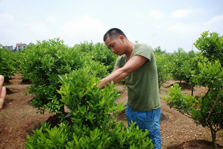 Cách trồng và chăm sóc cây quất sau Tết
1