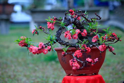 
                        Cách chọn và giữ hoa đào đẹp ngày rằm tháng Giêng
                     3