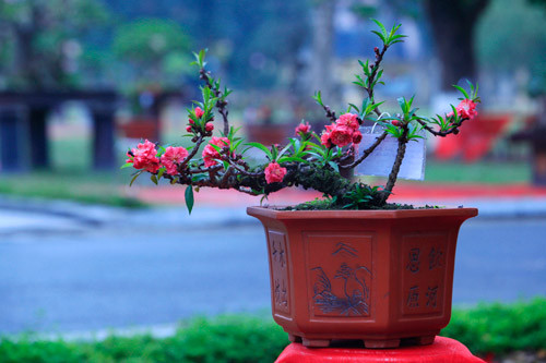 
                        Cách chọn và giữ hoa đào đẹp ngày rằm tháng Giêng
                     4