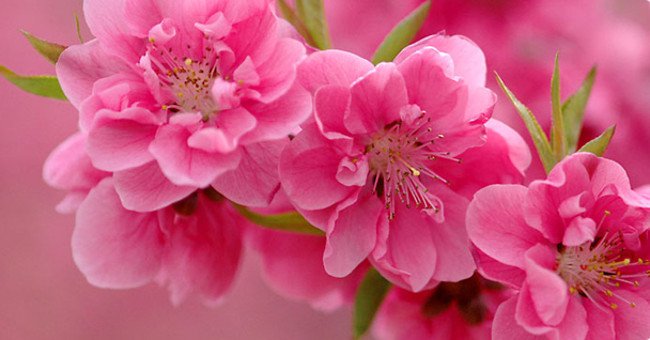 Cách chọn và giữ hoa đào đẹp ngày rằm tháng Giêng
5