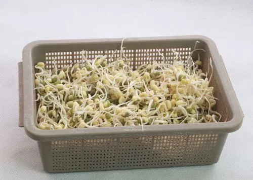 4 cách làm giá đỗ ngon ngay tại nhà vô cùng đơn giản
3