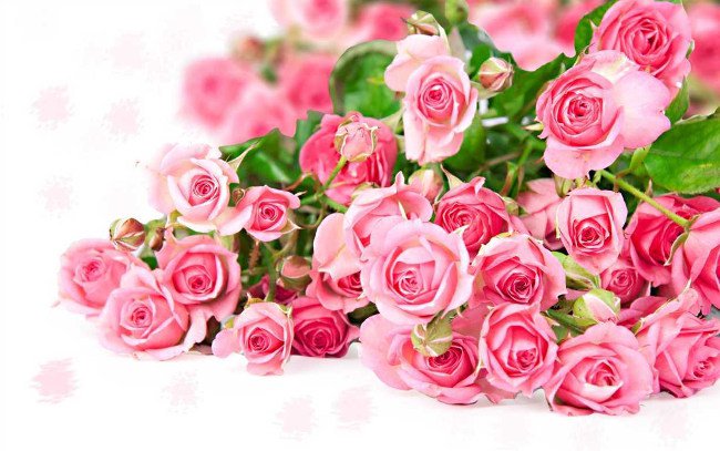 Những loài hoa phái đẹp mong được nhận nhất trong ngày 8/3
0