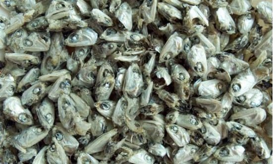 Dùng rác nhà bếp để tái chế thành phân bón cho vườn rau nhà
0