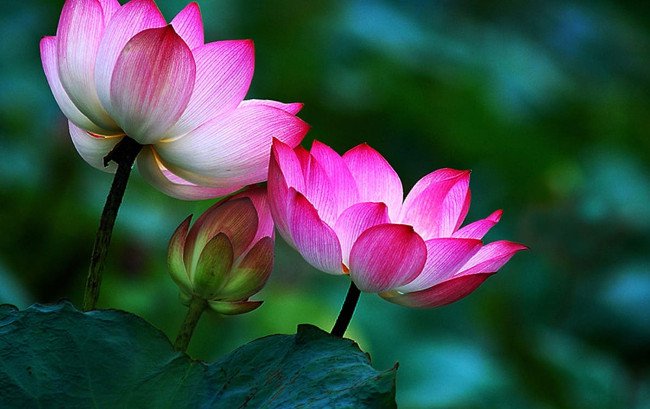 Bài học thay đổi quan niệm sống và có được hạnh phúc từ thiền sư Thích Nhất Hạnh
5