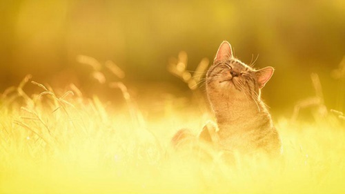 Những lời chúc buổi sáng hay ý nghĩa bằng hình ảnh đẹp đáng để đăng lên tường 16