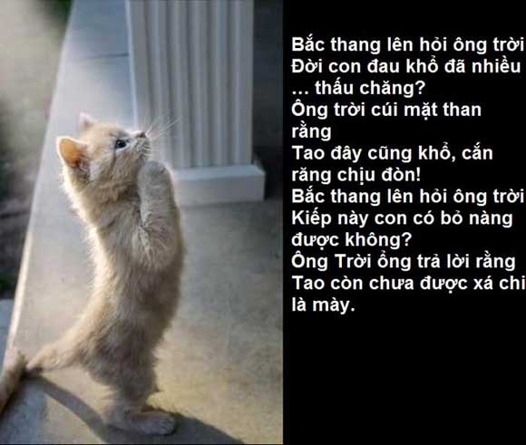 Những câu nói chế hay nhất cực khó đỡ về tình yêu bất hủ và hài hước nhất mọi thời đại 7