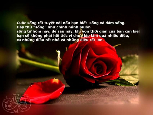 Tổng hợp những câu nói hay và ý nghĩa nhất về cuộc sống giúp chúng ta vượt qua mọi khó khăn 7
