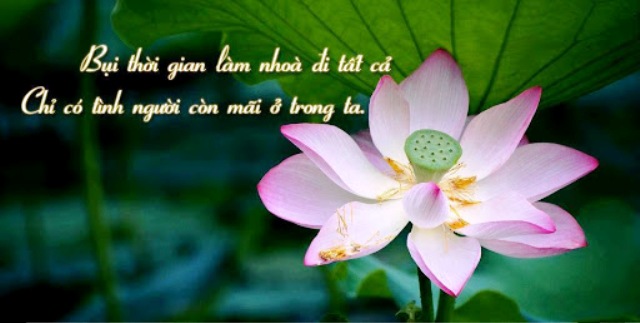 Những câu nói hay về cuộc sống ý nghĩa nhất đáng để đọc 11
