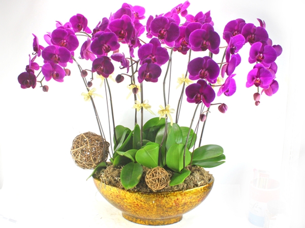 Những hình ảnh hoa đẹp tặng phụ nữ bạn gái ngày 20-10 ấn tượng và ý nghĩa nhất 10