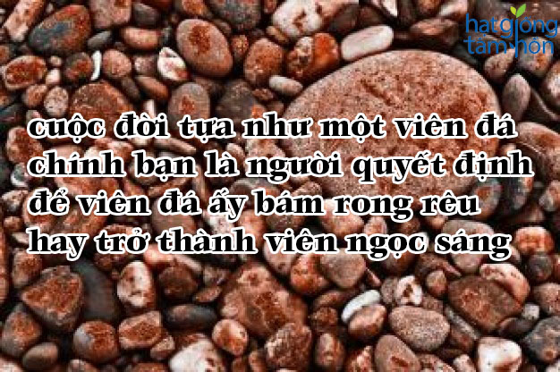 Những câu nói hay về cuộc sống hằng ngày giúp chúng ta sống có ý nghĩa hơn 14